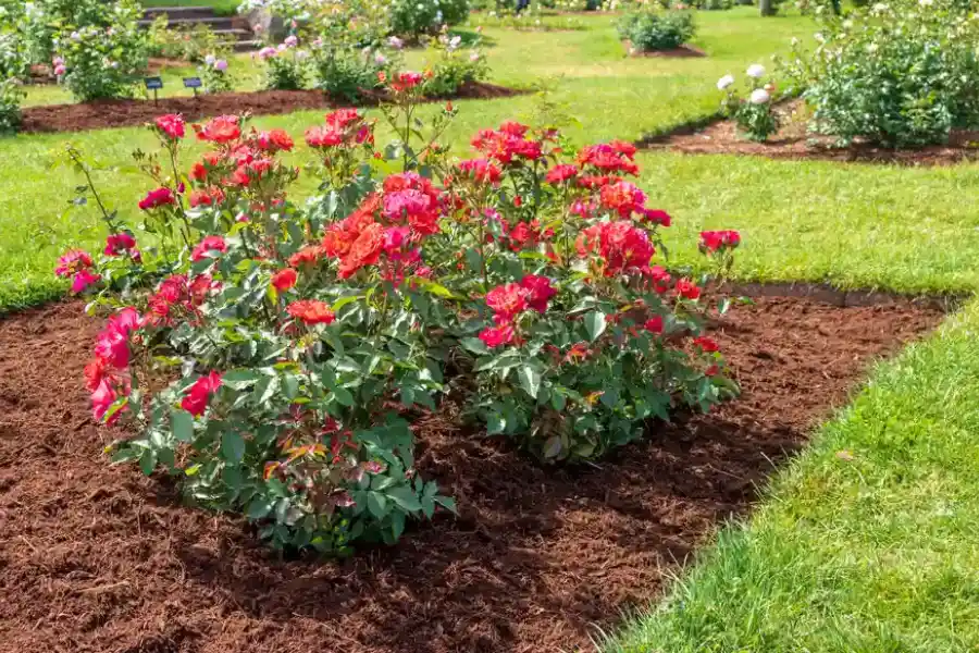 Mulching Tips For Newly Planted Areas in Pittsburg, CA Mulching Tips For Newly Planted Areas in Pittsburg, CA
